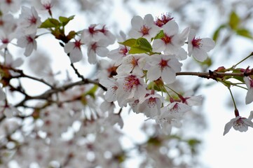 Springtime cherry blossoms