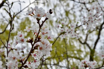 Springtime cherry blossoms