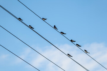 A flock of birds is perched neatly on the parallel wires of power lines, creating a simple minimal...