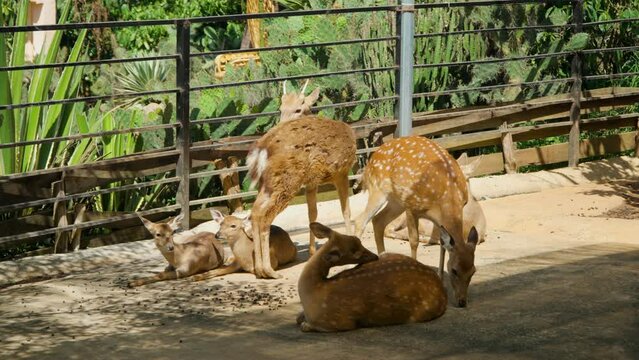 Vietnamese Or Indochinese Sika Deers With Fawns Resting Laying Under Sunlight Inside Outdoor Enclosure at Mongo Land Zoo Dalat, Vietnam (Cervus Nippon Pseudaxis)