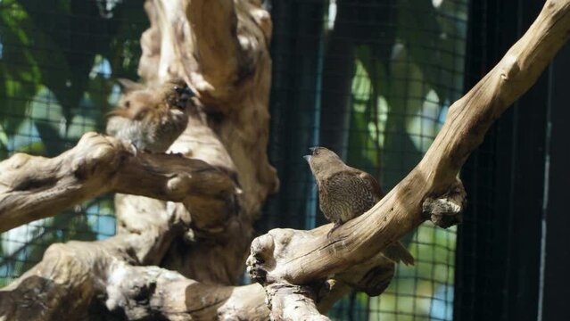 Scaly-breasted Munia or Spotted Munias (Lonchura Punctulata) Birds Preen Feathers Perched on Rustic Branches in Sunllit Enclosure at Mongo Land Da Lat Petting Zoo, Vietnam
