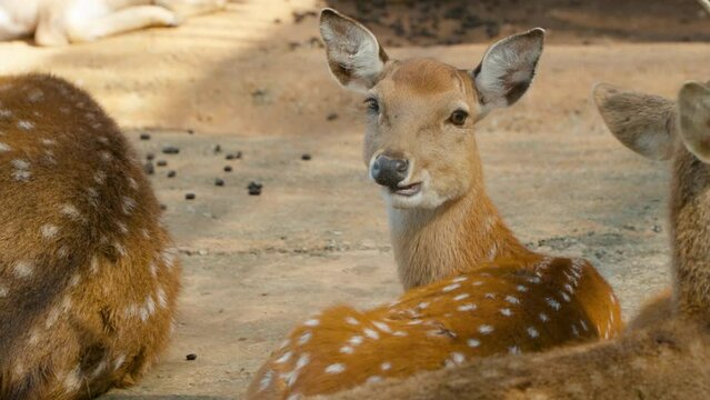 Face Close-up of Indochinese Sika Deer (Cervus Nippon Pseudaxis) Gnawing Laying on the Ground Looking at Camera at Mongo Land Zoo Dalat, Vietnam