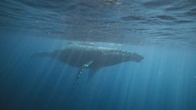 A Giant Female Humpback Whale (Megaptera novaeangliae) Swimming With Her Young Calf In Tow; 4K Low Angle Shot; Underwater Diving Expeditions In Vava'u Tonga.