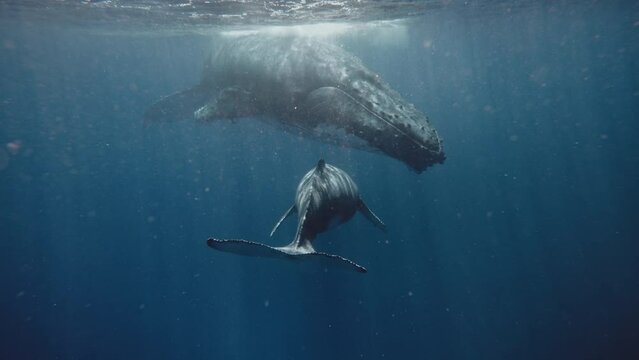 Beautiful Underwater Footage Of A Baby Humpback Whale Swimming Up Towards Mom Revealing Its Unique Pigmentation Pattern On The Underside Of Its Tail; Low Angle Shot.