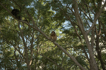 monkey