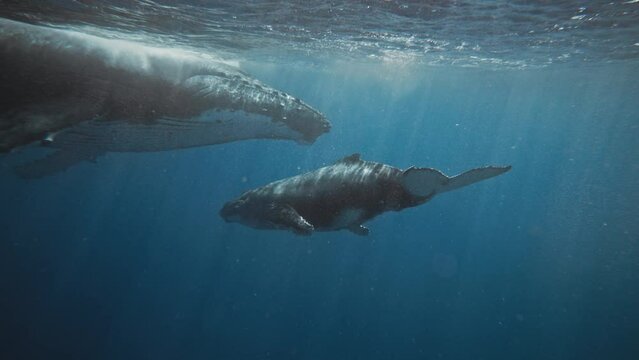 Humpback Whales In Tonga; Underwater Footage Puts Into Perspective The Sheer Size And Magnitude Of A Mature Female Humpback Whale In Comparison To Its Baby Calf; 4K Wildlife Documentary.