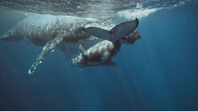 Humpback Whales In The Wild; Mom Nursing Calf Under The Crystal Clear Blue Waters Of Vava'u Tonga; 4K Red Digital Cinema.