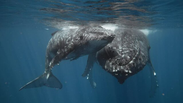 Adorable Baby Whale Calf Rubbing Its Rostrum Against Mom's Face; Cheek To Cheek Social Bonding And Intimacy; 4K Underwater Low Angle View.