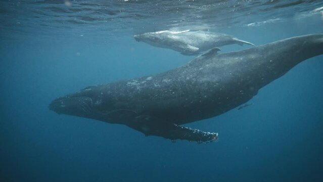 Humpback Whales Migration Journey; Super Cute Underwater Clip Of A Baby Calf Swimming Alongside Mom; The Two Align Bodies In A (Top To Bottom) Piggyback Position.