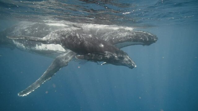 Underwater Close-Up Of Humpback Whales (Mom And Calf) Swimming Side-By-Side In Vava'u Tonga; 4K Red Digital Cinema.