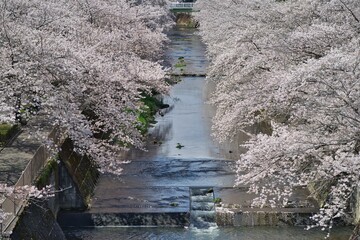 会下山橋から見下ろした桜と恩田川1