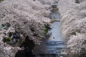 会下山橋から見下ろした桜と恩田川2