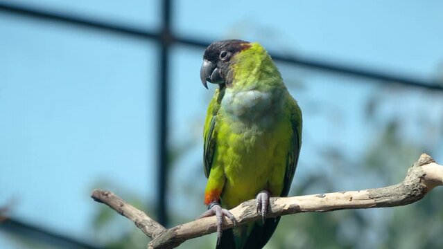 Nanday Parakeet Bird (Aratinga Nenday) or Black-hooded Parakeet or Nanday Conure Perched on a Branch in Sunlight at Mongo Land Dalat Petting Zoo