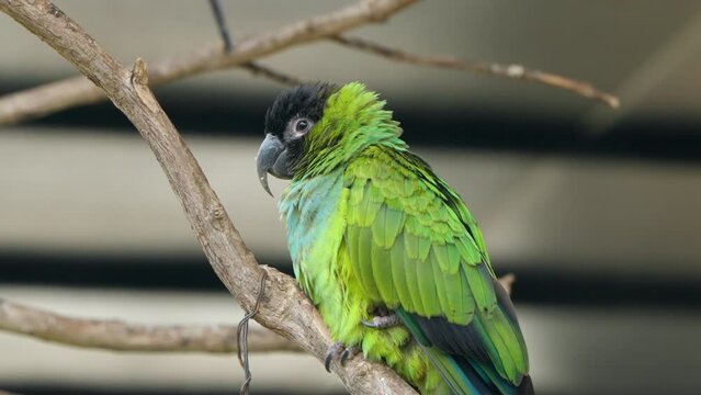 Sleepy Nanday Parakeet Bird (Aratinga Nenday) or Black-hooded Parakeet Perched on a Branch in Sunlight at Mongo Land Dalat Petting Zoo - Close-up Profile