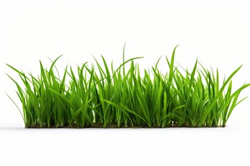 Obraz premium Fresh juicy grass isolated on white background