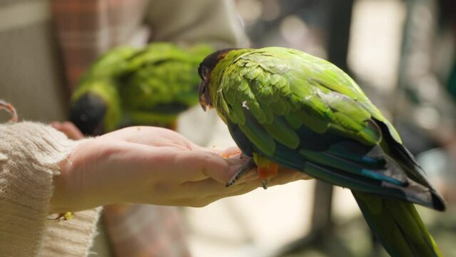 Two Nanday Parakeet Birds (Aratinga Nenday) Fed From Woman's Hand in Mongo Land Da Lat Petting Zoo. Black-hooded Parakeets or Nanday Conures