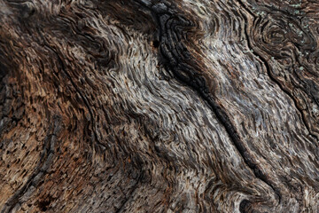 abstract background rough detail natural tree wood texture