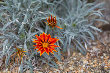 orange flower in the sand