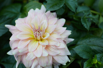 pink and white dahlia