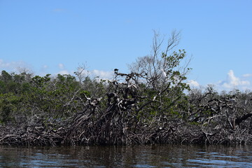 Hurricane Ian damage fort myers beach mangrove island debris