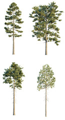 Pinus ponderosa 4k png transparent cutout