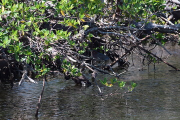 Hurricane Ian damage fort myers beach mangrove island debris