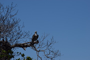 Osprey after hurricane ian fort myers florida