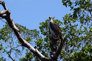 Osprey after hurricane ian fort myers florida