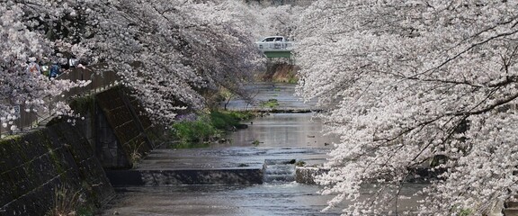 二反田橋から見た桜と恩田川と扇橋1