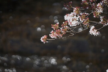 桜と川1