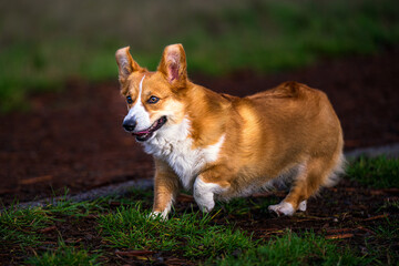 Naklejka na ściany i meble 2023-11-12 A ADULT CORGI WITH BEAUTIFUL EYES RUNNING ACROSS A GRASS PATCH WITH A BLURRY BACKGROUND AT THE OFF LEASH AREA AT MARYMOOR PARK IN REDMOND WASHINGTON