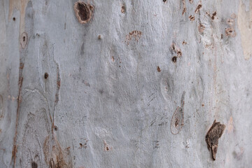 eucalyptus tree bark. tree trunk with peeled bark.