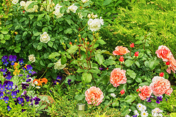 Fototapeta na wymiar Part of a country summer garden with blooming decorative perennial roses.