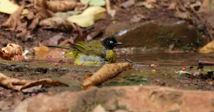Facing to the right while bathing and chirping as the camera zooms out, Black-crested Bulbul Pycnonotus flaviventris johnsoni, Thailand