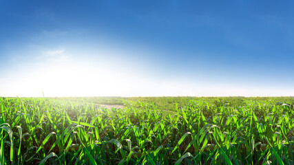 Green corn field under colorful sky with sun.