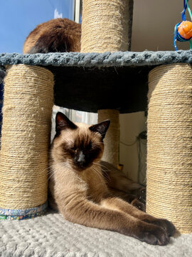Gato siames durmiendo