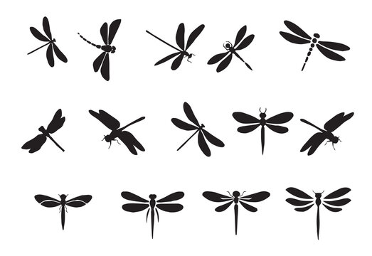 set of dragonfly silhouettes, insects, on white background 