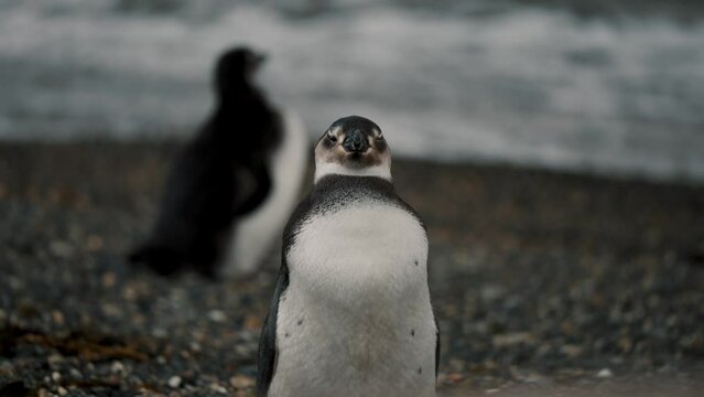 Magellanic Penguins Near The Beach In Isla Martillo, Tierra del Fuego, Argentina - Close Up Shot