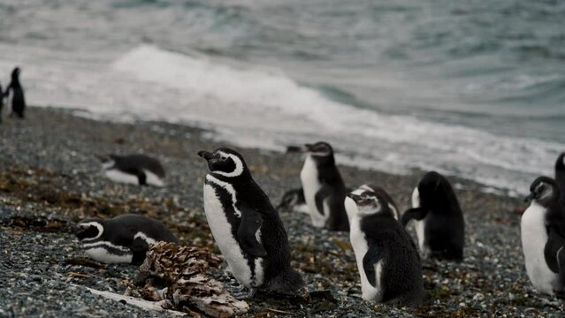 Magellanic Penguins At The Beach In Isla Martillo, Tierra del Fuego, Argentina - Close Up