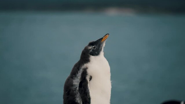 Gentoo Penguin Looking Around In Isla Martillo, Tierra del Fuego, Argentina - Close Up
