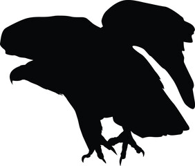 Bald eagle silhouette illustration
