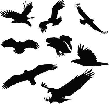 set of bald eagle silhouettes. Bird flying silhouette pack illustration