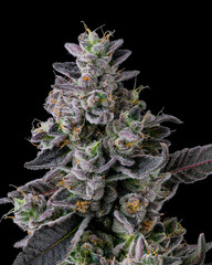 Top Cannabis cola