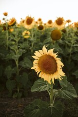 sunflowers in the field