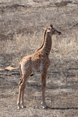 Small baby giraffe in Kruger National Park in South Africa RSA