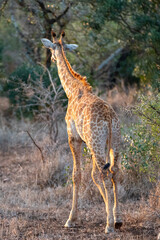 Naklejka na ściany i meble Baby giraffe at golden hour in Krueger National Park in South Africa RSA