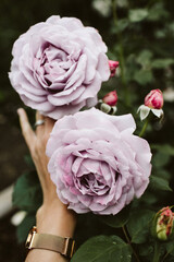 pink roses in a garden