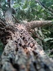 trunk of a tree