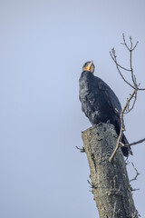 The image depicts a cormorant, Phalacrocorax carbo, black shag or kawau, perched high atop a bare...