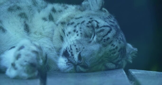 A snow leopard is sleeping on a rock. The leopard is curled up with its tail wrapped around its paws. Its fur is thick and white, with black spots. The rock is gray and has a rough texture. The